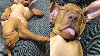 Exhausted Dog Completely Passed Out On Bed