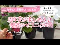 【ゼラニウムの種類と育て方】【四季咲き*おすすめ人気品種】【おしゃれな鉢に植え替え】ガーデニング/カルナック