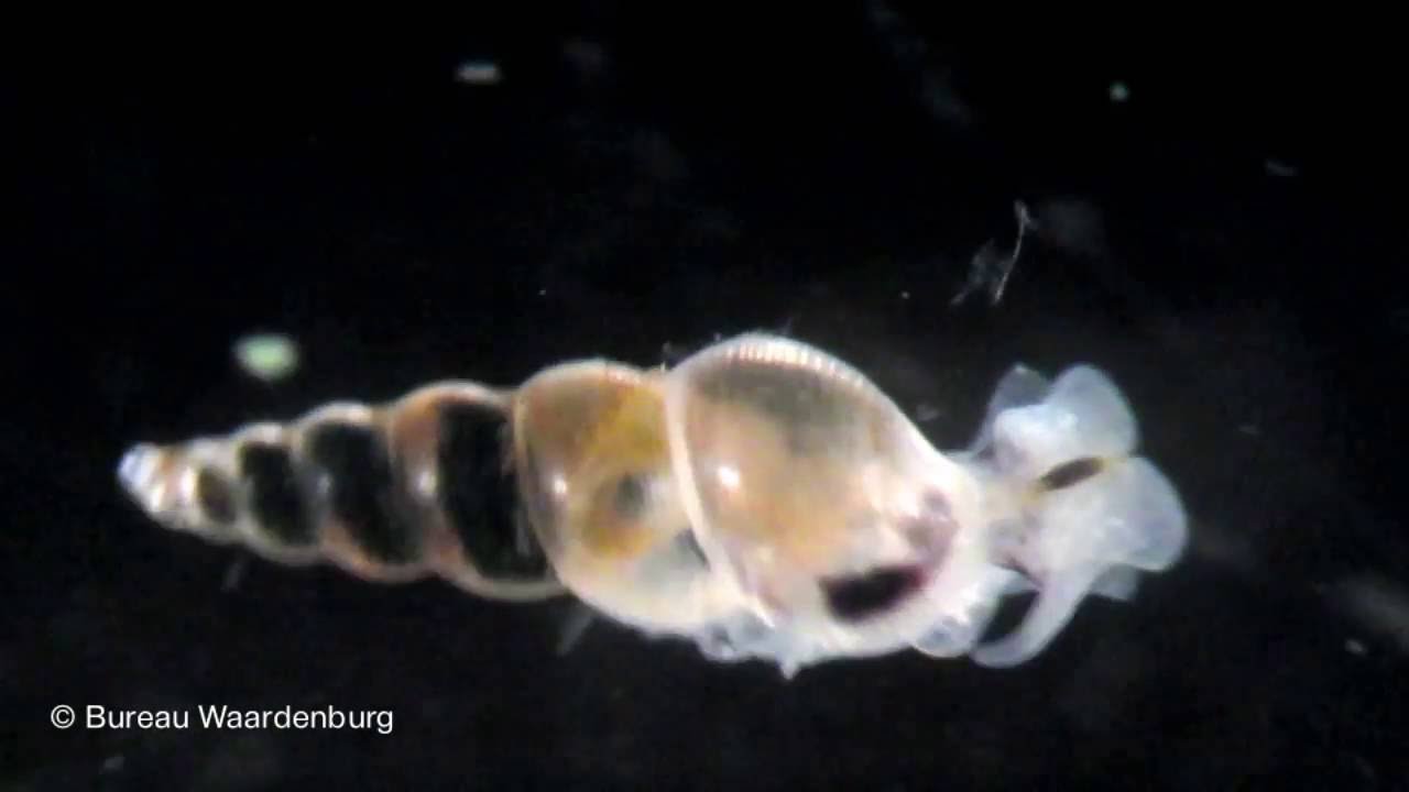 Exotisch Brakwaterslakje Blijkt Nog Niet Eerder Beschreven Soort Youtube