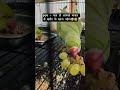 day - 36 Kalyug Ka Sach! 😂 | Funny Parrot Video #shorts #birds