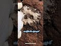 سنگ قیمتی اسموکی کوارتز و یه شکار هیجان انگیز در دل معدن سنگشو سنگشو ترند سنگ سنگ قیمتی اسموکی کوارتز و یه شکار هیجان انگیز در دل معدن سنگشو سنگشو ترند سنگ