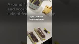 American museum creator arrested for smuggling spiders, scorpions #Shorts