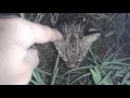 Cachorros de Gato Montés (Leopardus geoffroyi). Geoffroy's Cat