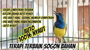 PANCINGAN SOGON GACOR  NYECRET, NGALAS DIPAGI HARI SANGAT EFEKTIF UNTUK PANCINGAN SOGON BAHAN
