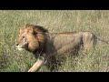 Mega Lion Pride - Sweni (3 Big Males)