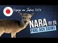 Lattaque des daims  replay au parc de nara au japon