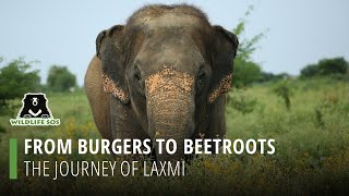 From Burgers To Beetroots: The Journey Of Laxmi