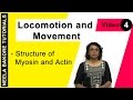 Locomotion and Movement - Structure of Myosin and Actin