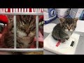 【感動実話】目が見えず、衰弱していた保護子猫。優しい女性のおかげで視力が回復すると、とっても愛らしい瞳を見せてくれた