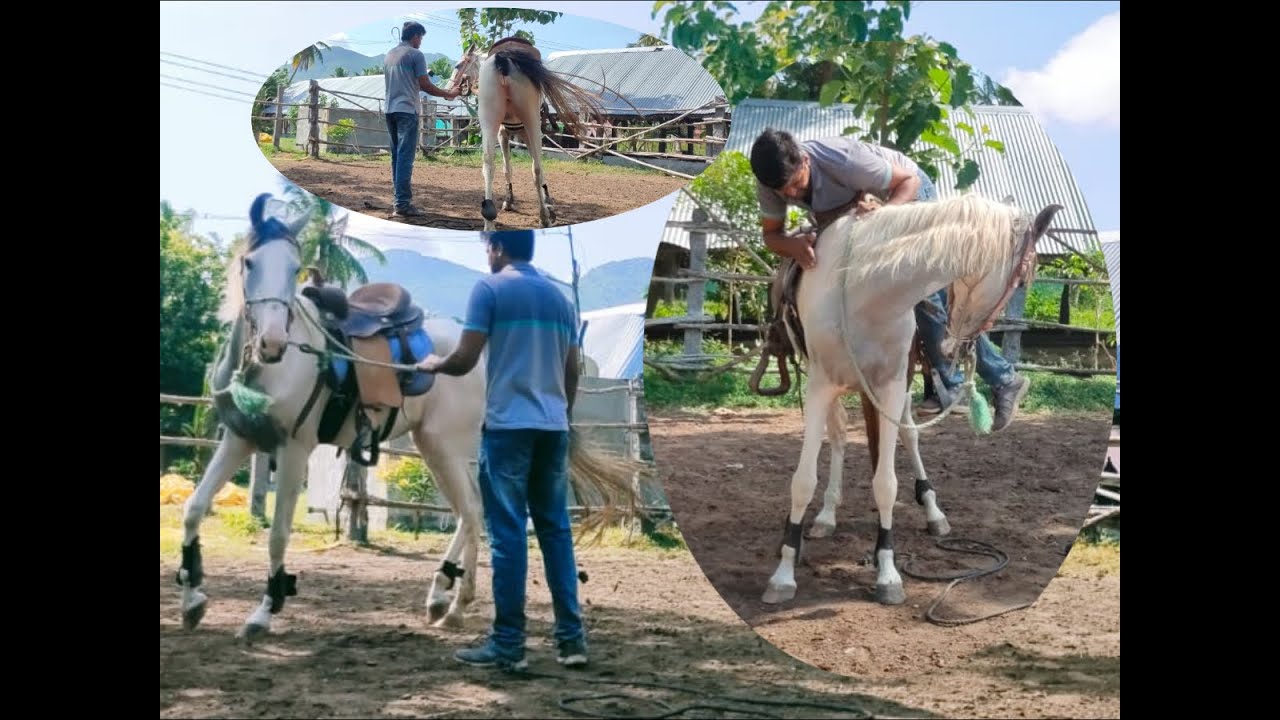 குதிரைக் குட்டியை பயிற்றுவிப்பது இவ்வளவு எளிதாக இருக்கும் என்று நினைத்ததில்லை   #HORSE TRAIN#MARWARI