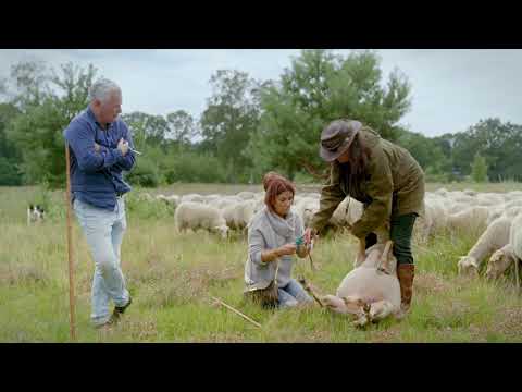 Rachel Hazes knipt nagels van schaap