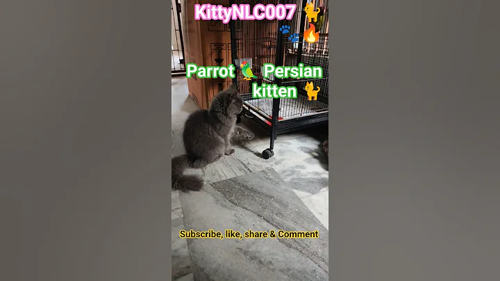 Video 11712921: tabby cat persian, stray cat, kitten sweet cat, kitty cat, cat meowing, cat food, adorable cats