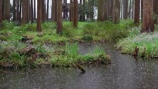 The beautiful forest is raining(145) , sleep, relax, meditate, study, work, ASMR