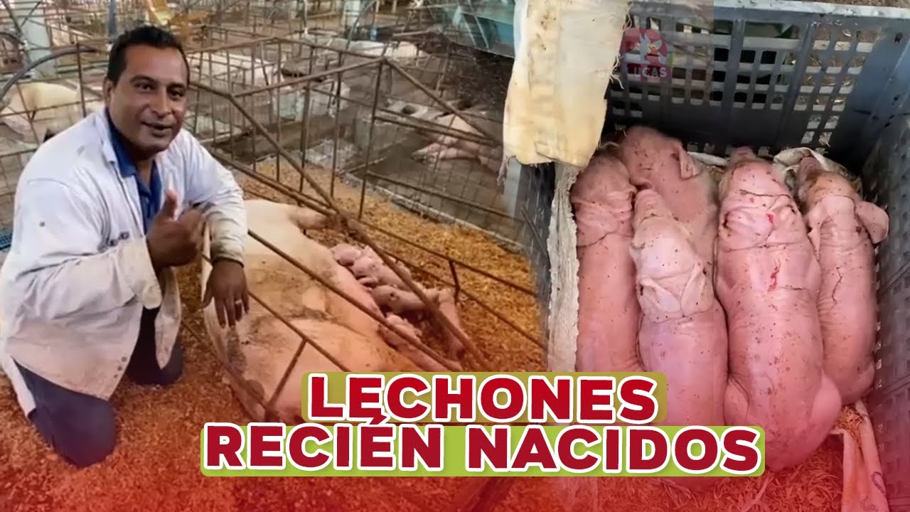 Primeros cuidados en lechones recién nacidos | Granja San Lucas