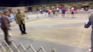 A group shows Australian Terriers at the 2023 AKC Kennel Club Dog Show in Rapid City