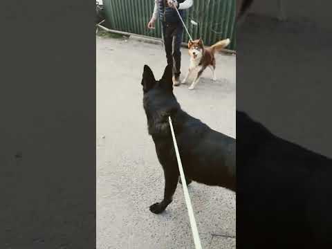 100 Pure Dog Aggression // German Shepherd Vs Siberian Husky!!!