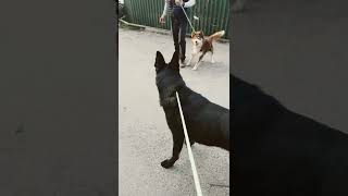 100% Pure Dog Aggression // German Shepherd Vs Siberian Husky!!!