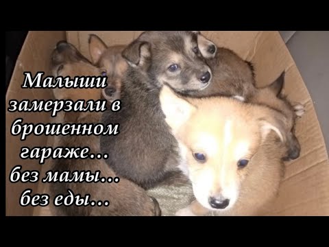 Малыши замерзали в брошенном гараже… без мамы… без еды… Приют для животных