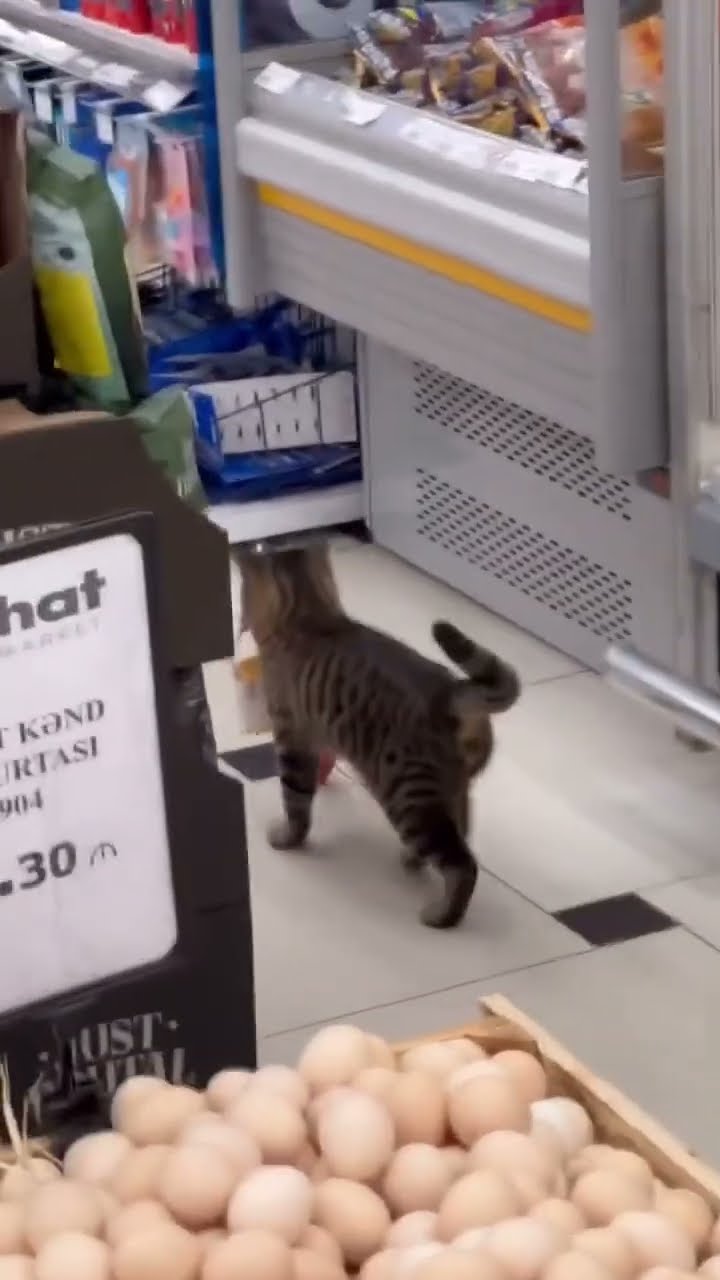 TRÈS DRÔLES LES CHATS ? ? ? ?