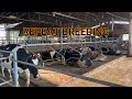 Repeat breeding causes and solutions  cow problems  dairy knowledge  heifers  chahal dairy farm