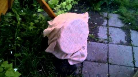 Putting buckfast beeswarm in Top Bar Hive may 2012 part 1