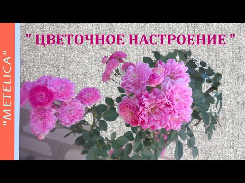 ' Цветочное настроение. ' Мои любимые цветы.
