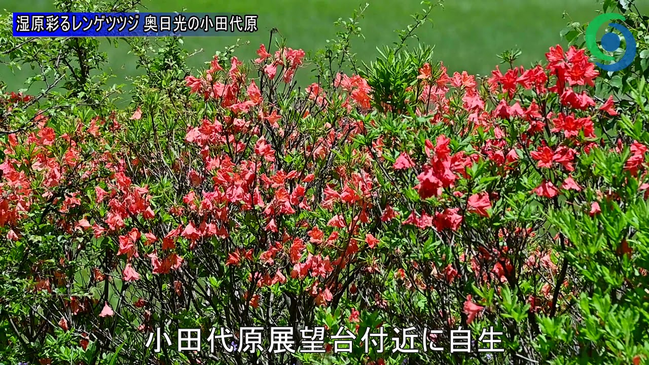 湿原彩るレンゲツツジ 奥日光 小田代原で見頃 動画 動画 地域の話題 社会 県内主要 下野新聞 Soon ニュース 下野新聞 Soon スーン