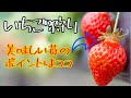 【美味しいポイント】いちご狩りで美味しい苺を見分ける場所は。　5/7