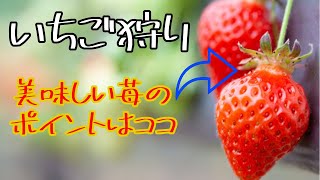 【美味しいポイント】いちご狩りで美味しい苺を見分ける場所は。　5/7