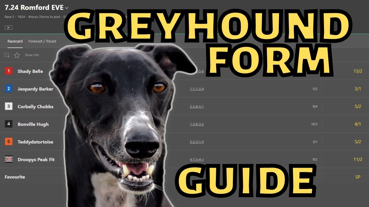 GREYHOUND BETTING How to read Greyhound form YouTube