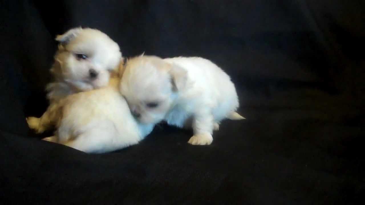 Droll Pure White Shih Tzu Puppies For Sale