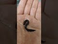 肺魚の赤ちゃん!レピドシレン・パラドクサ!元気いっぱい!南アメリカの肺魚です!South American lungfish, Lepidosiren paradoxa ≫ 加藤英明【公式】かとチャン