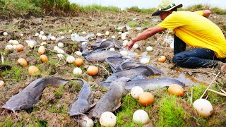 Pick a lot of eggs ducks and catch fish at rice field near the village