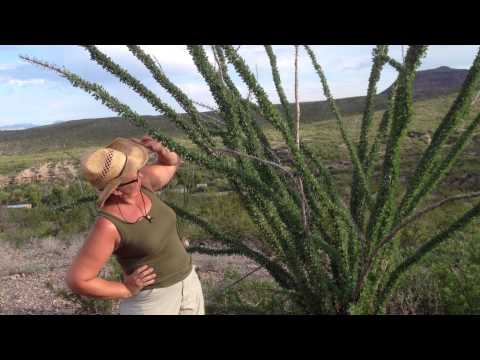 Medicinal Minute: Beautiful Ocotillo (Fouquiera splendens