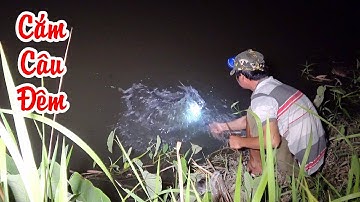 Cắm Câu | Cắm Cá Trê, Cá Lóc Bằng Mồi Trùn và Mồi Nhái | Fishing