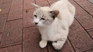 公園に着くと入口で野良猫達が出迎えてくれた。