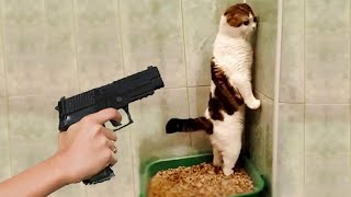 Best Funny Cats And Dogs Video Funniest Animals 2022 by PosHavens 2,227 views 1 year ago 10 minutes, 39 seconds