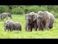 Elephant Behavior and Social Structure