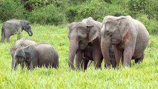 Elephant Aunties Play A Key Role In Raising Calves