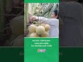 Giá dừa tăng mạnh theo sức nóng thị trường xuất khẩu #nongnghiepmientay
