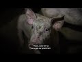 The Danger of Increased Slaughterhouse Line-Speeds