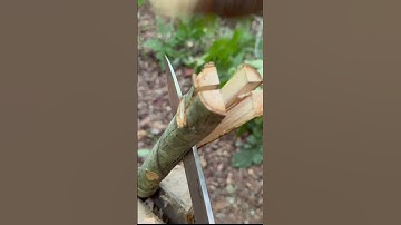 Make a Survival Spear! #bushcraft #woodcraft #project #diy #spear #spearfishing
