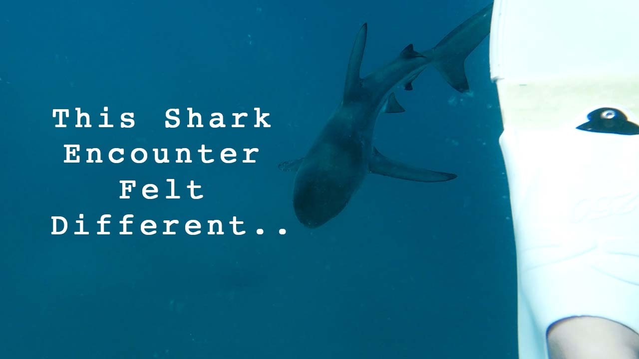 ⁣Our Strangest Shark Encounter so far  🦈 (EP024)