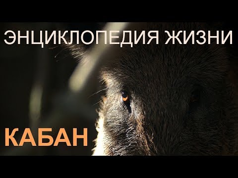 Кабан. Энциклопедия жизни. Wild boar. Encyclopedia of Life. | Film Studio Aves