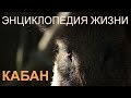 Кабан. Энциклопедия жизни. Wild boar. Encyclopedia of Life. | Film Studio Aves