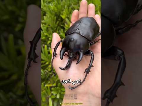 ماذا تفعل الخنافس الكبيرة