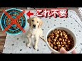 【犬の早食い】防止皿無しで食べる速度をコントロール