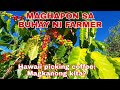 Hawaii coffee picking: Magkanong kita?  Buhay farmer sa maghapon.