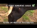 Toros de El Añadío: toro semental ciego padre de becerritos | Toros desde Andalucía