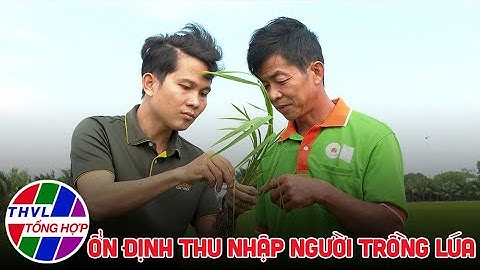 Nông nghiệp bền vững: Ổn định thu nhập người trồng lúa